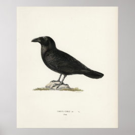 Poster Corvo