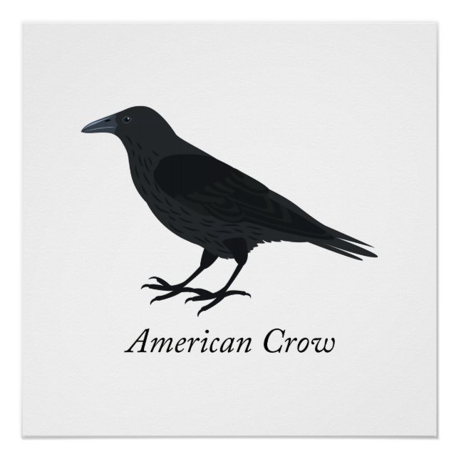 Póster Corvo Americano (Frente)