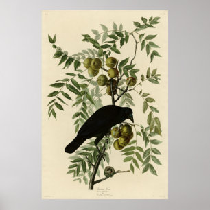 Poster Corvo Americano das Aves da América de John Audubo