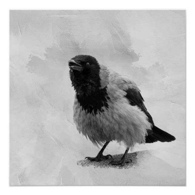 Póster Corvo-capuz (Frente)