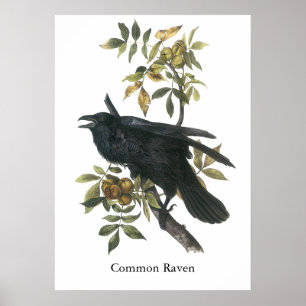 Póster Corvo comum, audubon de John