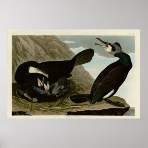 Poster Corvo-comum - das Aves da América de Audubon