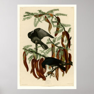 Póster Corvo dos peixes