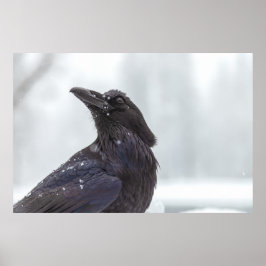 Poster Corvo na Neve
