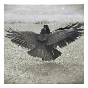 Póster Corvo/poster do corvo