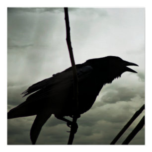 Póster Corvo/poster do corvo