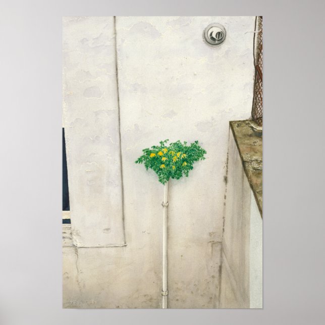 Poster Corydalis lutea (Frente)