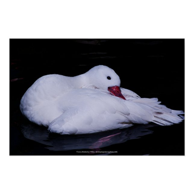 Póster Coscoroba Swan P3442 (Frente)