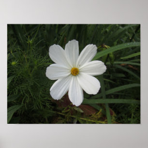 Poster Cosmea