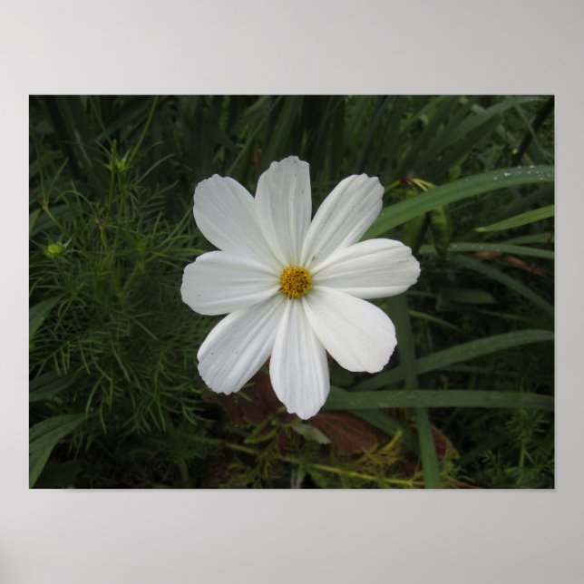 Poster Cosmea (Frente)