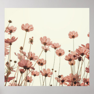 Poster Cosmos cor-de-rosa: fundo branco de flores.