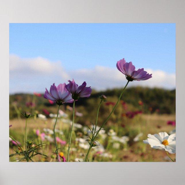 Poster Cosmos Flowers (Frente)