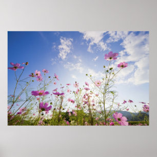 Póster Cosmos flowers. Otsu, Shiga Prefecture, Japan 2