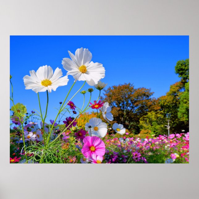 Poster Cosmos [Poster] (Frente)