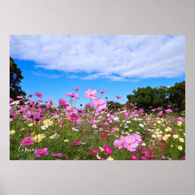 Poster Cosmos [Pôster] (Frente)