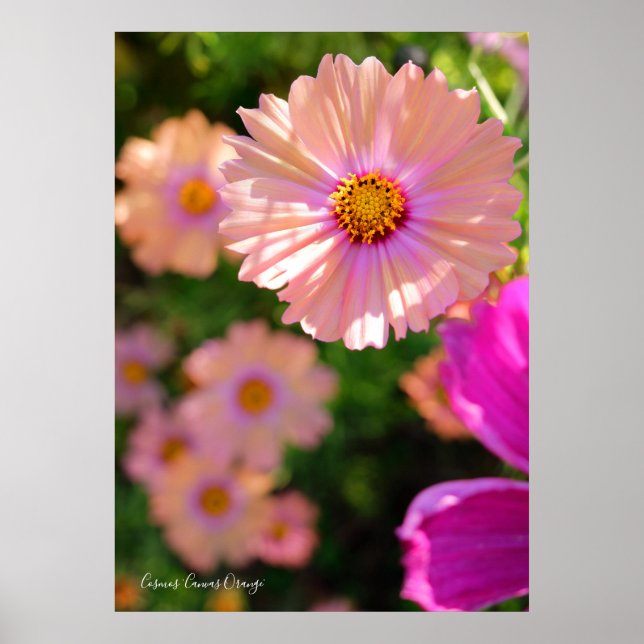 Poster Cosmos [Poster] (Frente)