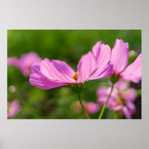 Póster Cosmos Rosa