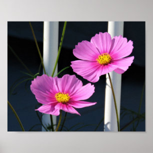 Poster Cosmos Rosa Através do Corrimão do Alpendre