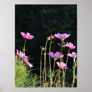 Póster Cosmos Rosa no Sol da Manhã