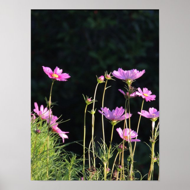 Póster Cosmos Rosa no Sol da Manhã (Frente)