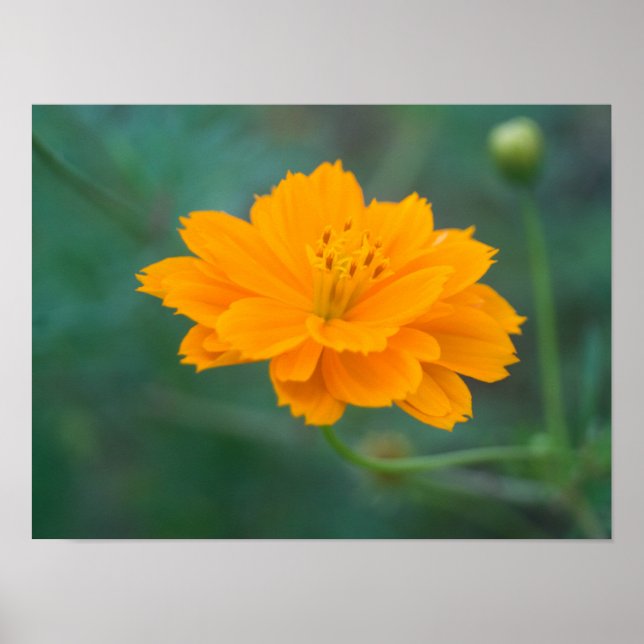 Poster Cosmos Sulfur 01 (Frente)