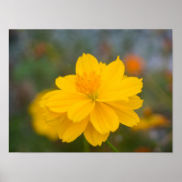 Poster Cosmos Sulfur 02