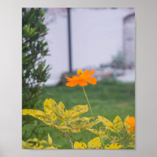 Poster Cosmos Sulfur 03