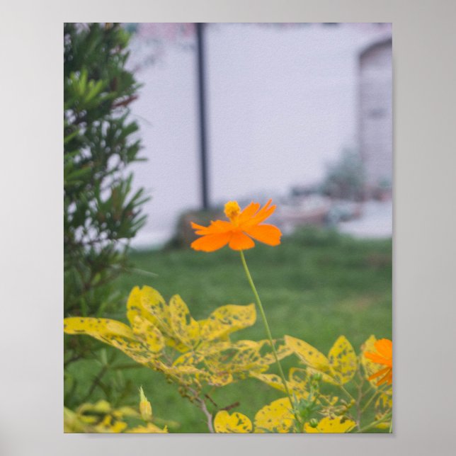 Poster Cosmos Sulfur 03 (Frente)