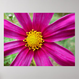 Poster Cosmos Wildflower
