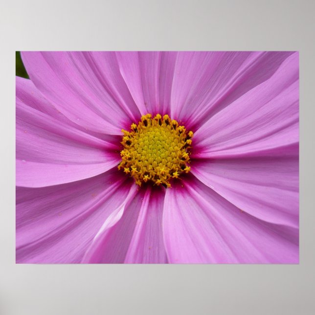 Póster Cosmos Wildflower Floral, Rosa (Frente)
