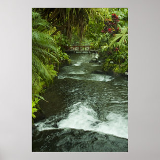 Póster Cosra Rica Dream