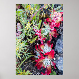 Póster Costa De Dudleya, Em Ponto De Reyes, Em Sede Nacio