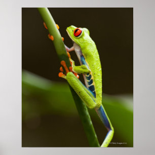 Póster Costa Rica, Monteverde, sapo de árvore