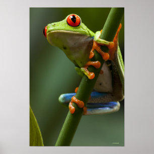 Póster Costa Rica, Monteverde, sapo de árvore