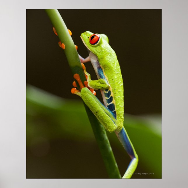 Póster Costa Rica, Monteverde, Sapo de árvore de olhos ve (Frente)