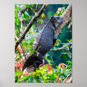 Poster Costa Rica, Muelle - Iguana preguiçosa descansand