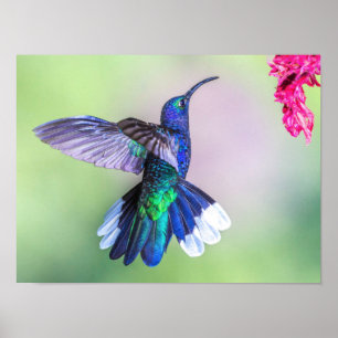 Poster Costa Rica Roxo Hummingbird em um Pose Graciosa
