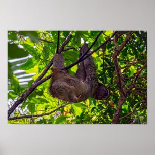 Poster Costa Rica - Sloth Feliz