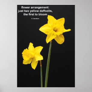 Póster Cotação dos Daffodils
