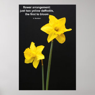 Póster Cotação dos Daffodils
