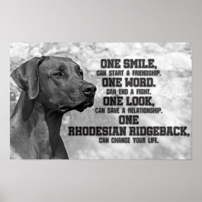Poster Cotações Ridgeback da Rodésia (Frente)