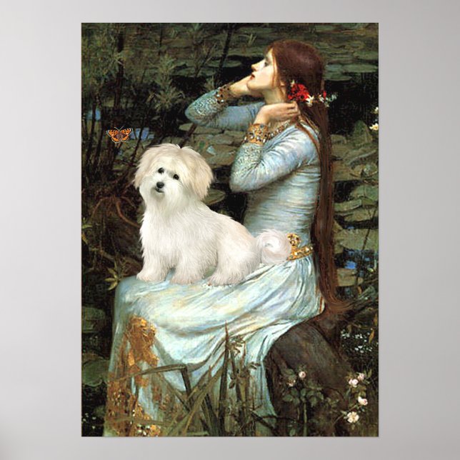 Póster Coton de Tulear 7 - Ophelia Seated (Frente)