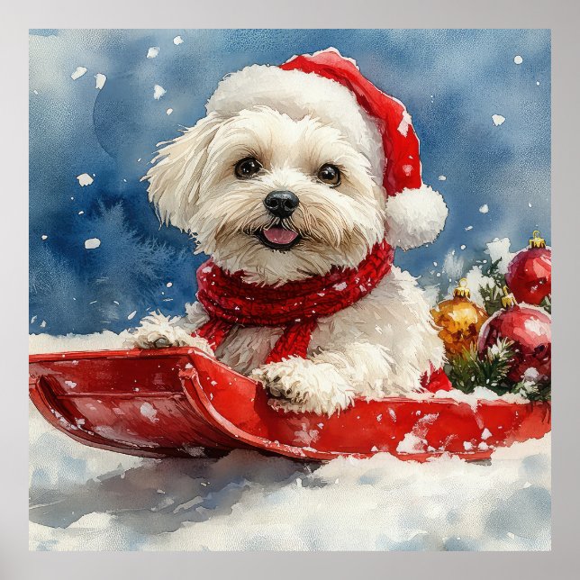 Poster Coton De Tulear em Sledge Deixe nevar o Natal (Frente)