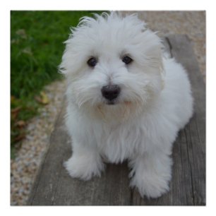 Póster coton de tulear no banco