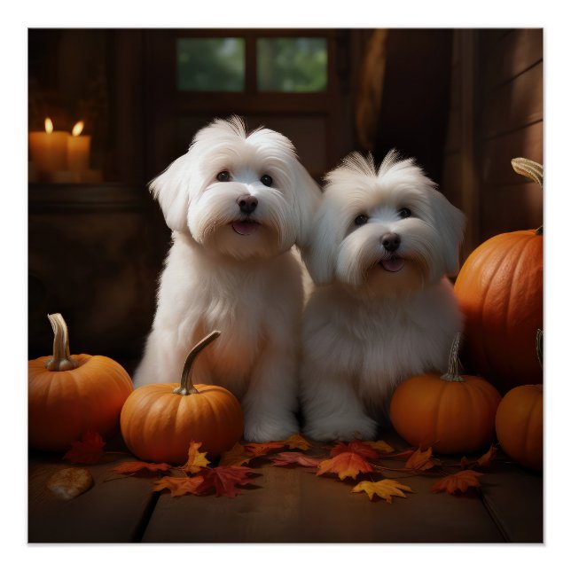 Póster Coton De Tulear Puppy Autumn Delight Pumpkin (Frente)