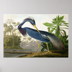Póster Cotovia da costa - pintor John Audubon dos animais