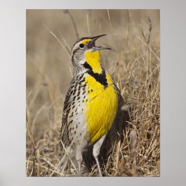 Poster Cotovia-de-barriga-amarela (Sturnella neglecta) (Frente)