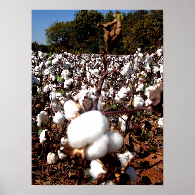 Póster Cotton Field - Murfreesboro, Tennessee (Frente)