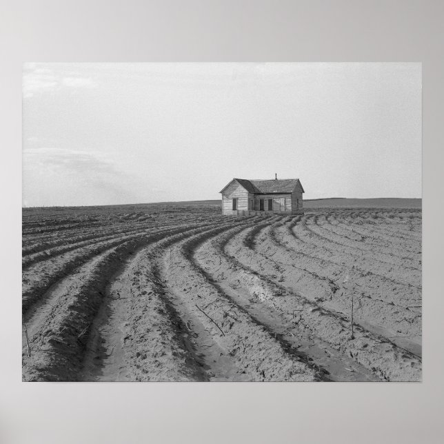 Poster Cotton Fields, 1938. Vintage Photo (Frente)
