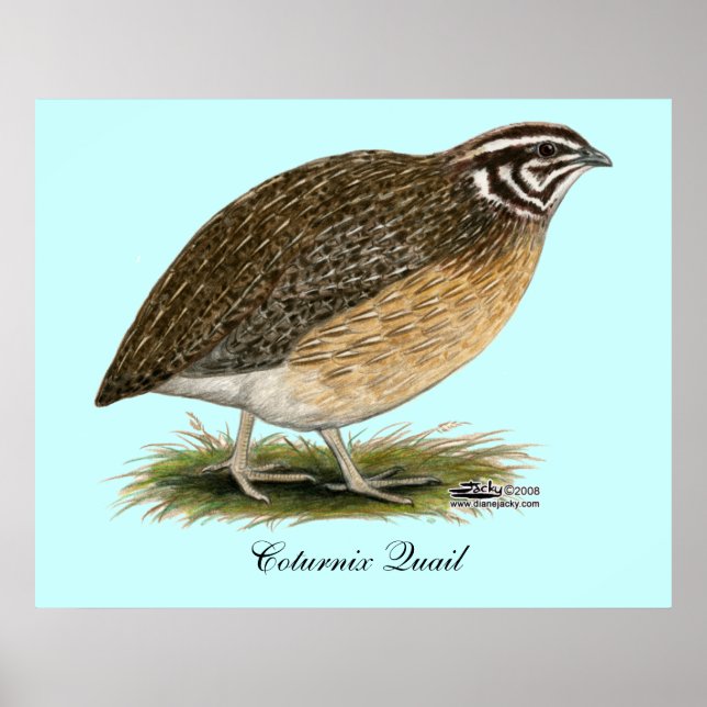 Poster Coturnix Pharaoh Quail (Frente)